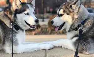 Adorably Plotting