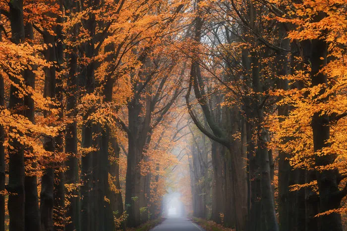 Mediados de otoño