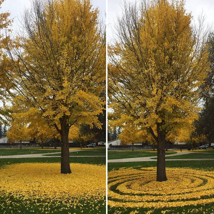 Every Year This University Employee Rakes Leaves Into Stunning Works Of Art And Leaves It For Students To Find