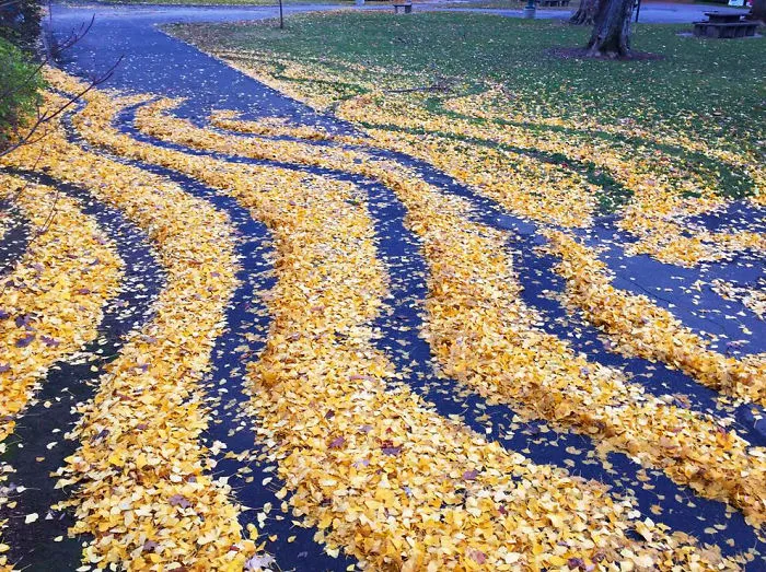 Every Year This University Employee Rakes Leaves Into Stunning Works Of Art And Leaves It For Students To Find