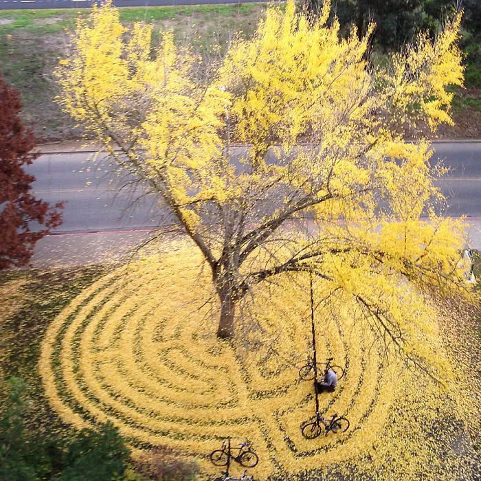 Every Year This University Employee Rakes Leaves Into Stunning Works Of Art And Leaves It For Students To Find