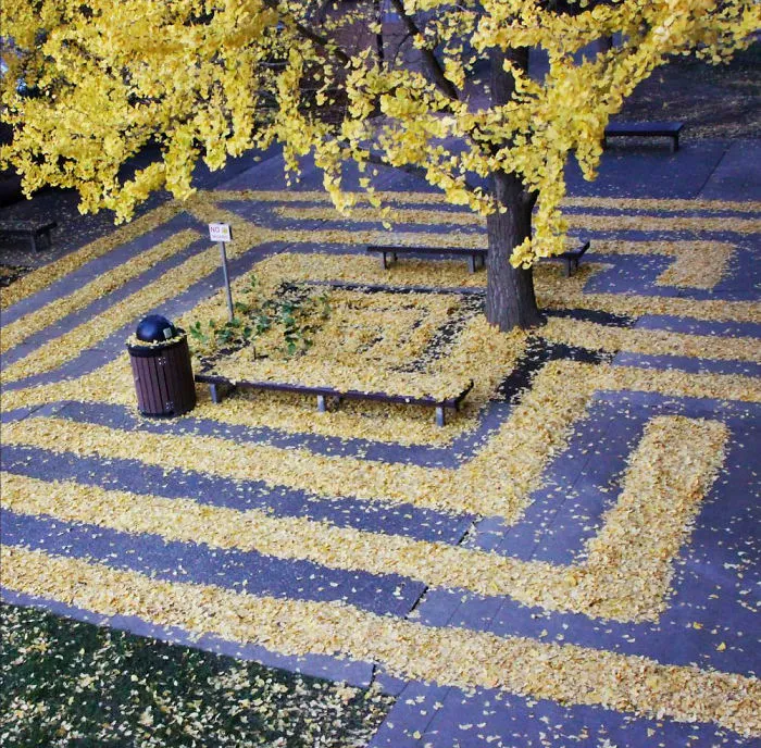 Leaf Art