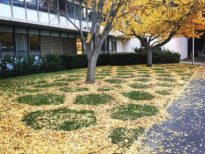 Every Year This University Employee Rakes Leaves Into Stunning Works Of Art And Leaves It For Students To Find