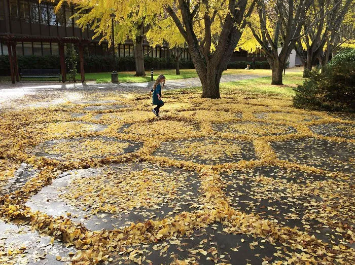 Every Year This University Employee Rakes Leaves Into Stunning Works Of Art And Leaves It For Students To Find