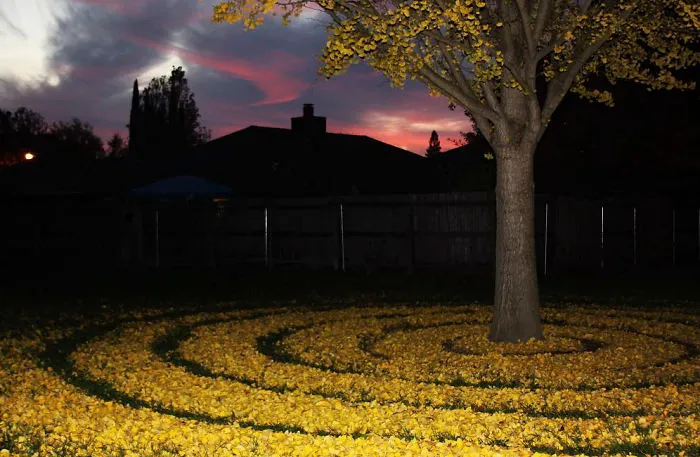 Every Year This University Employee Rakes Leaves Into Stunning Works Of Art And Leaves It For Students To Find