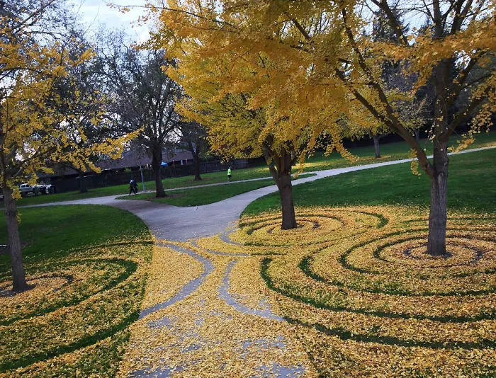 Every Year This University Employee Rakes Leaves Into Stunning Works Of Art And Leaves It For Students To Find