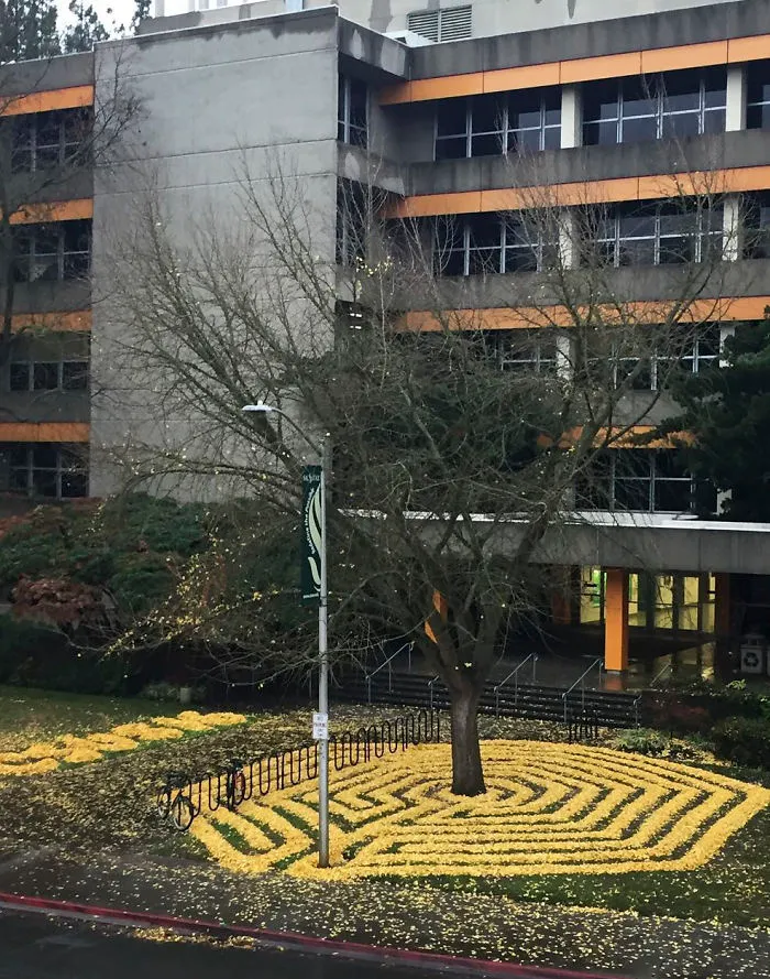 Every Year This University Employee Rakes Leaves Into Stunning Works Of Art And Leaves It For Students To Find