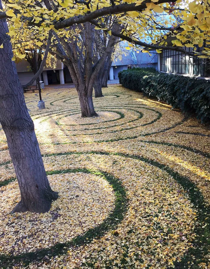 Every Year This University Employee Rakes Leaves Into Stunning Works Of Art And Leaves It For Students To Find