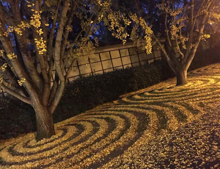 Cada año, esta empleada de la universidad amontona las hojas caídas en formas artísticas para que los estudiantes las encuentren