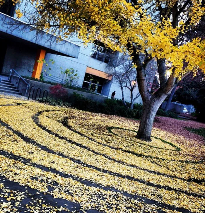 Cada año, esta empleada de la universidad amontona las hojas caídas en formas artísticas para que los estudiantes las encuentren