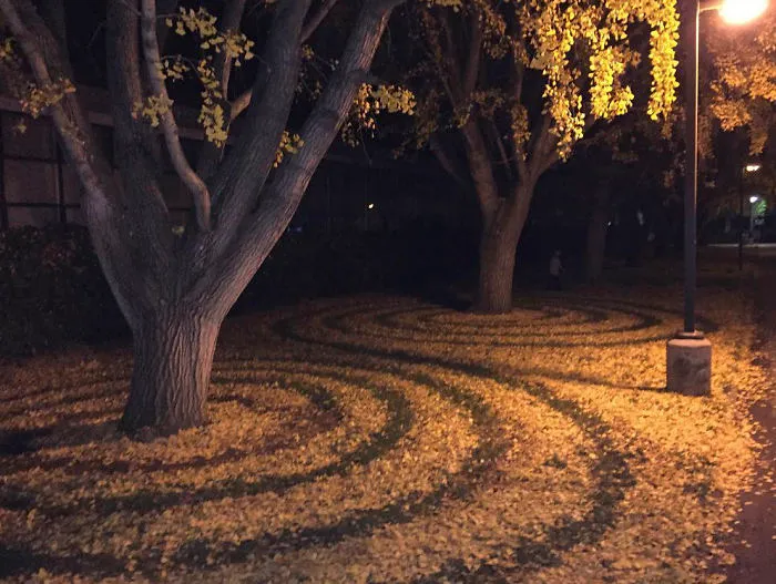 Every Year This University Employee Rakes Leaves Into Stunning Works Of Art And Leaves It For Students To Find