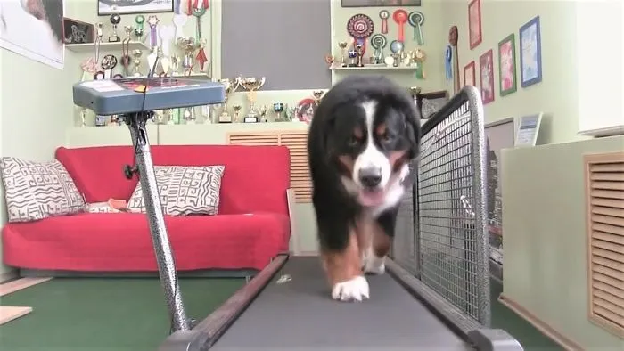 Dogs And Cats For A Good Mood
