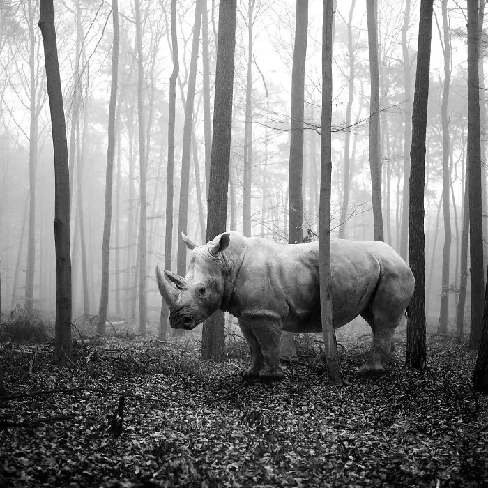 I "Free" Zoo Animals By Bringing Them Back To The Forest With Photoshop