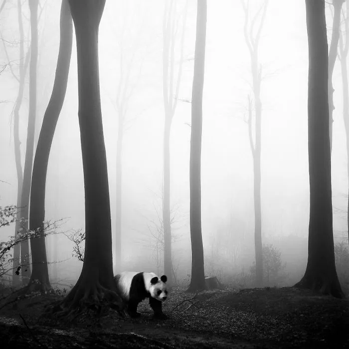 I "Free" Zoo Animals By Bringing Them Back To The Forest With Photoshop