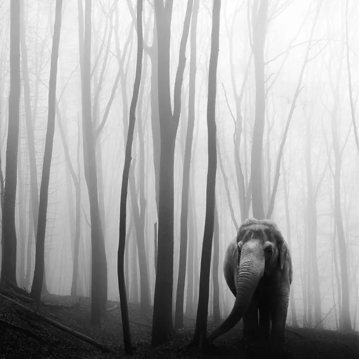 I "Free" Zoo Animals By Bringing Them Back To The Forest With Photoshop