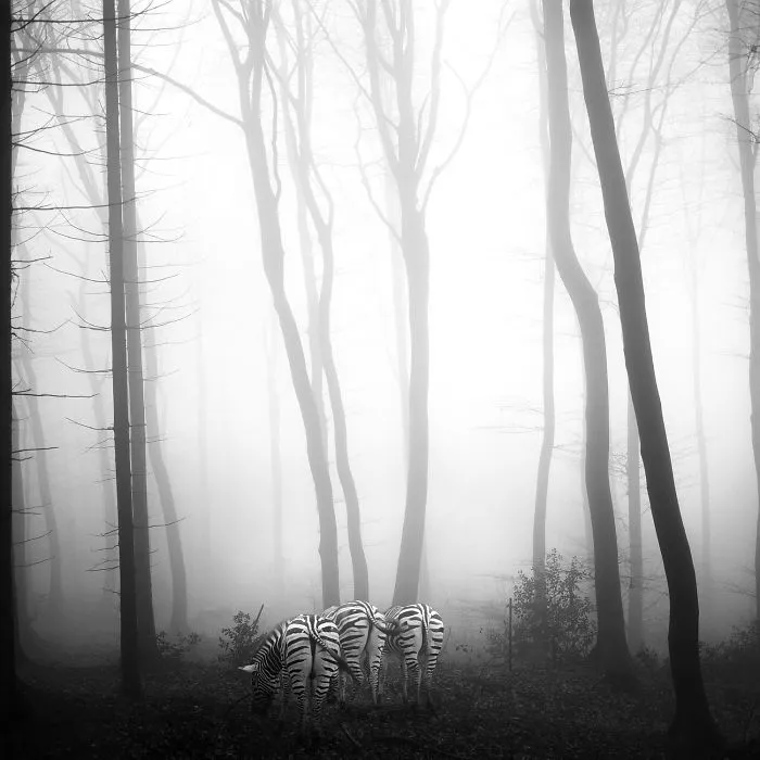 I "Free" Zoo Animals By Bringing Them Back To The Forest With Photoshop