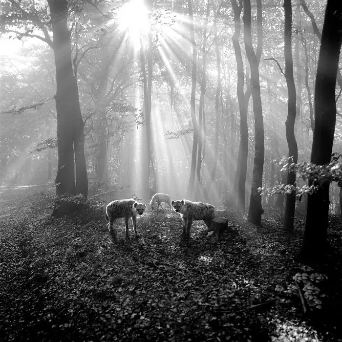 I "Free" Zoo Animals By Bringing Them Back To The Forest With Photoshop