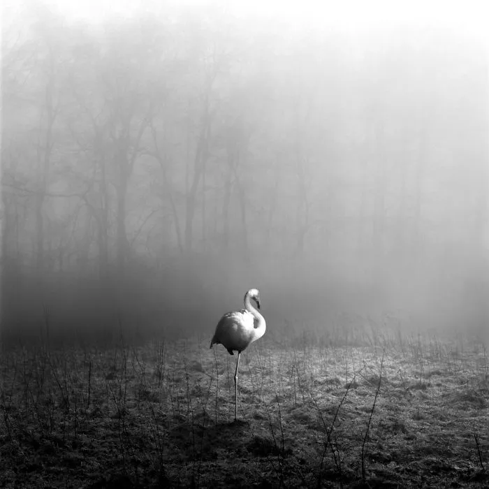I "Free" Zoo Animals By Bringing Them Back To The Forest With Photoshop