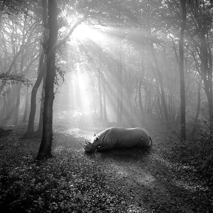 I "Free" Zoo Animals By Bringing Them Back To The Forest With Photoshop