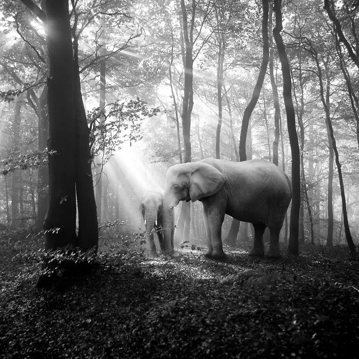 I "Free" Zoo Animals By Bringing Them Back To The Forest With Photoshop