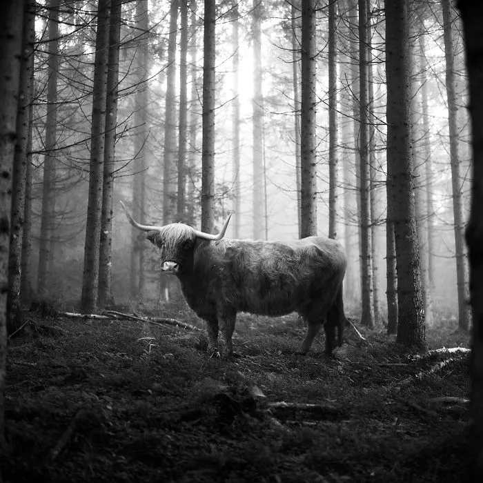 I "Free" Zoo Animals By Bringing Them Back To The Forest With Photoshop