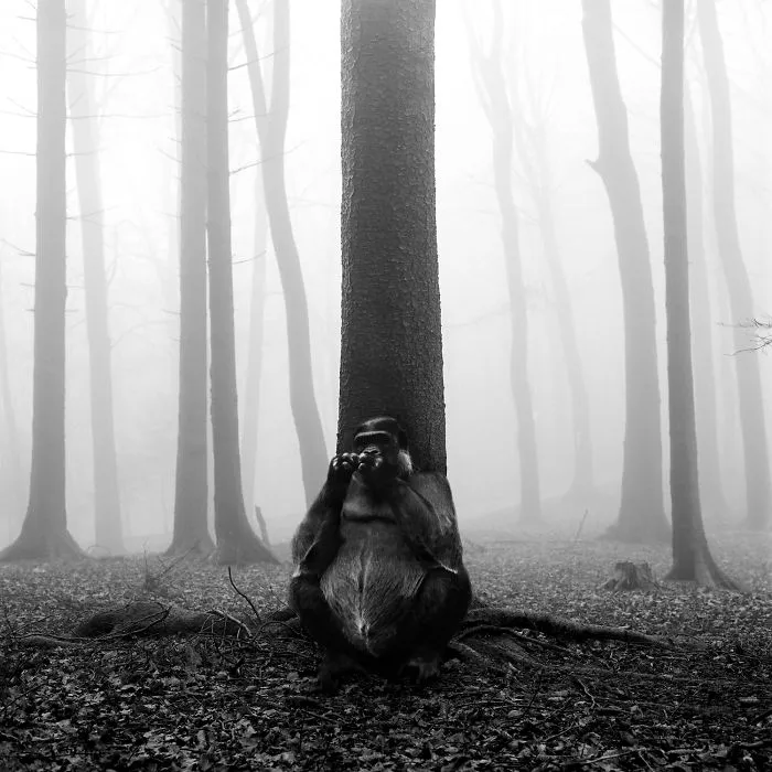 I "Free" Zoo Animals By Bringing Them Back To The Forest With Photoshop