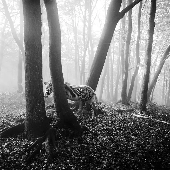 I "Free" Zoo Animals By Bringing Them Back To The Forest With Photoshop