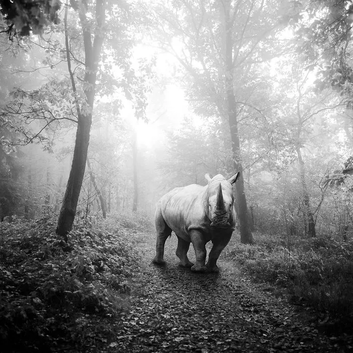 I "Free" Zoo Animals By Bringing Them Back To The Forest With Photoshop