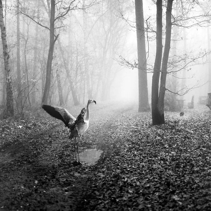 I "Free" Zoo Animals By Bringing Them Back To The Forest With Photoshop