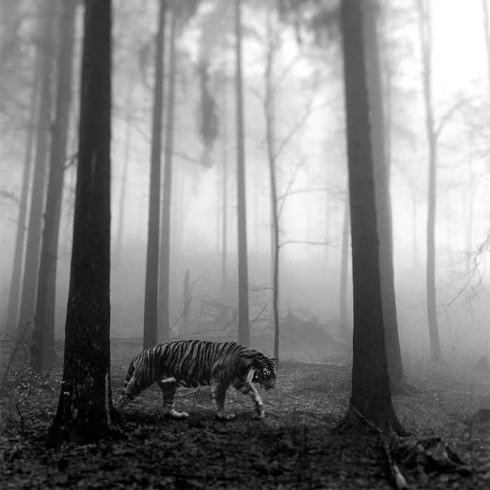 I "Free" Zoo Animals By Bringing Them Back To The Forest With Photoshop