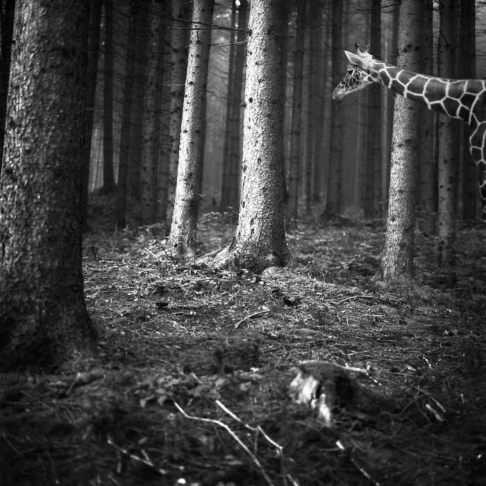 I "Free" Zoo Animals By Bringing Them Back To The Forest With Photoshop