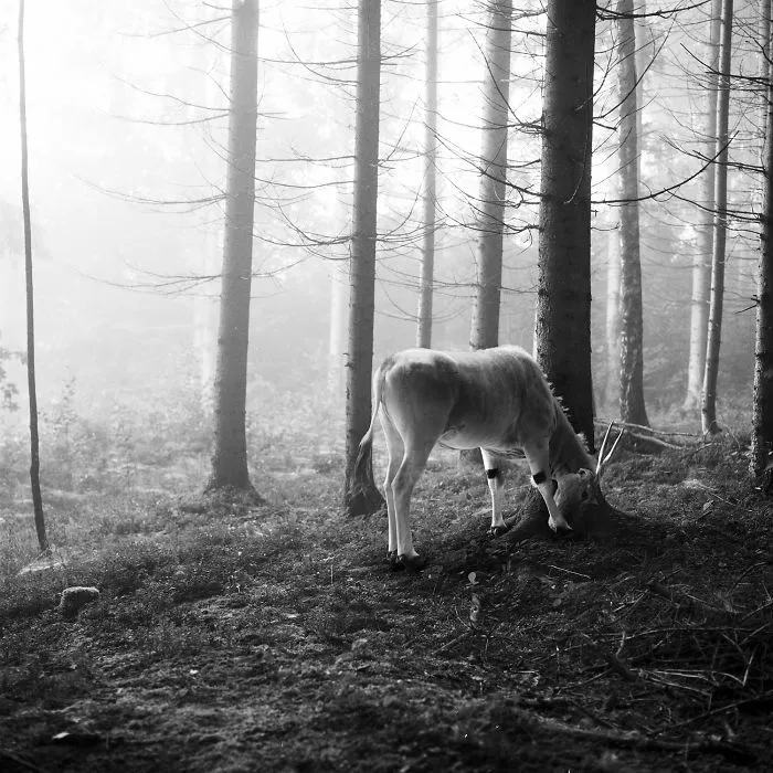 I "Free" Zoo Animals By Bringing Them Back To The Forest With Photoshop