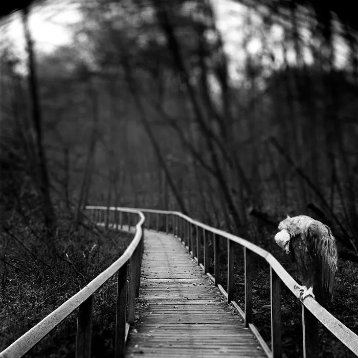 I "Free" Zoo Animals By Bringing Them Back To The Forest With Photoshop
