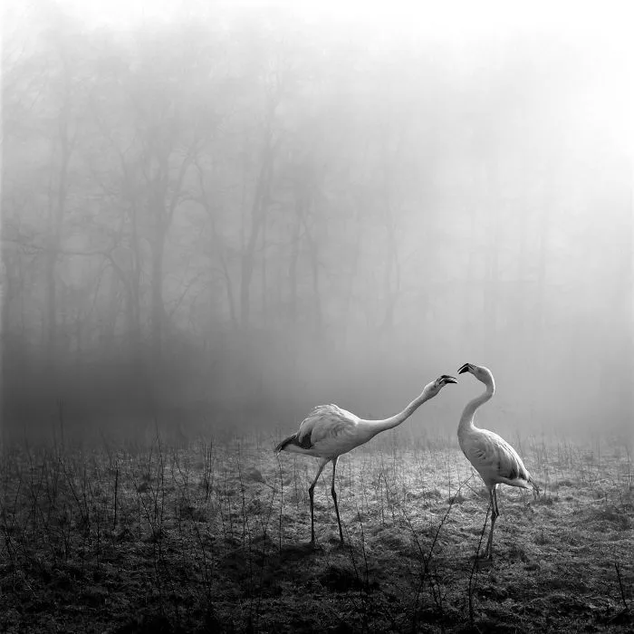 I "Free" Zoo Animals By Bringing Them Back To The Forest With Photoshop