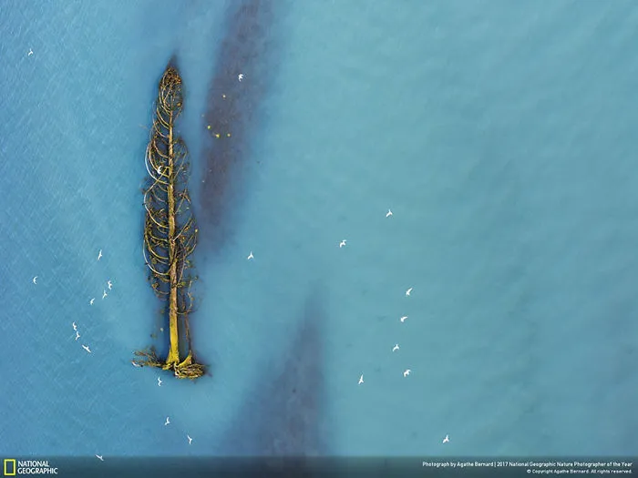 Honorable Mention, Aerials: Life After Life, Agathe Bernard