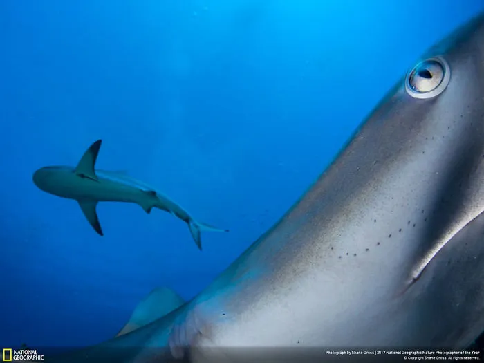 Second Place Winner, Underwater: In Your Face, Shane Gross