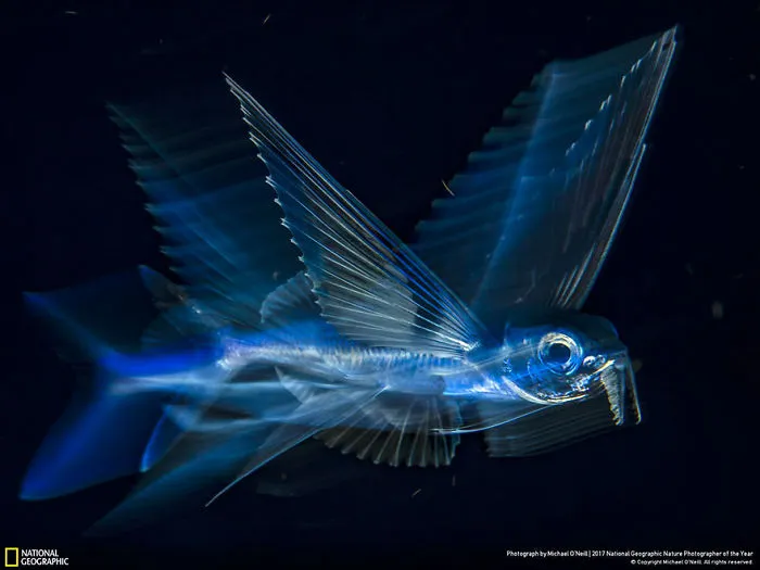 Third Place Winner, Underwater: Flying Fish In Motion, Michael O'neill