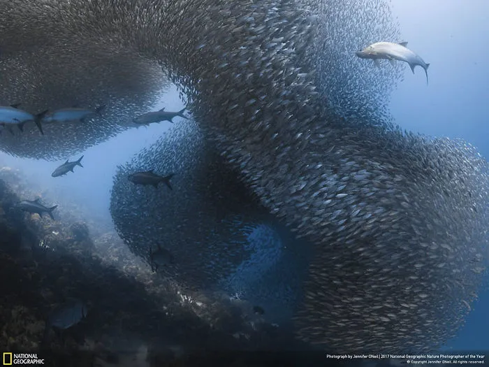 Honorable Mention, Underwater: Jennifer Oneil Predators On A Bait Ball, Jennifer Oneil