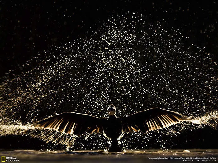 People's Choice: Showtime, Bence Mate