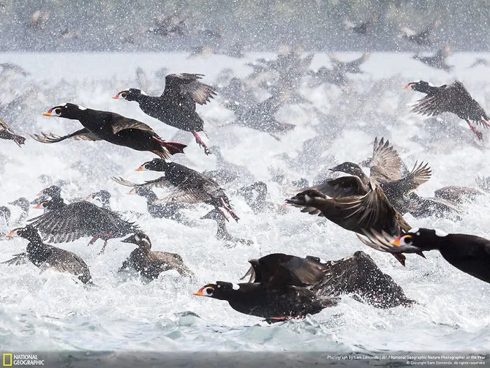 People's Choice: Great Bear Surf Scoters, Sam Edmonds