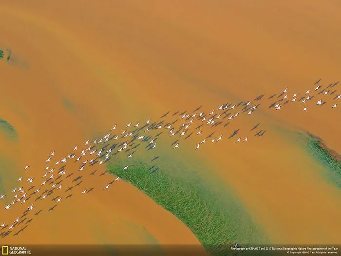 People's Choice: Fleet Departure, Kehao Tan