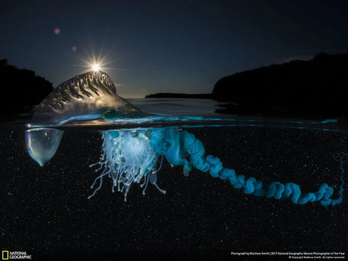 People's Choice, Underwater: Drift, Matthew Smith