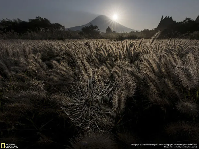 People's Choice: Sparkling Spider's Nest, Kousuke Kitajima