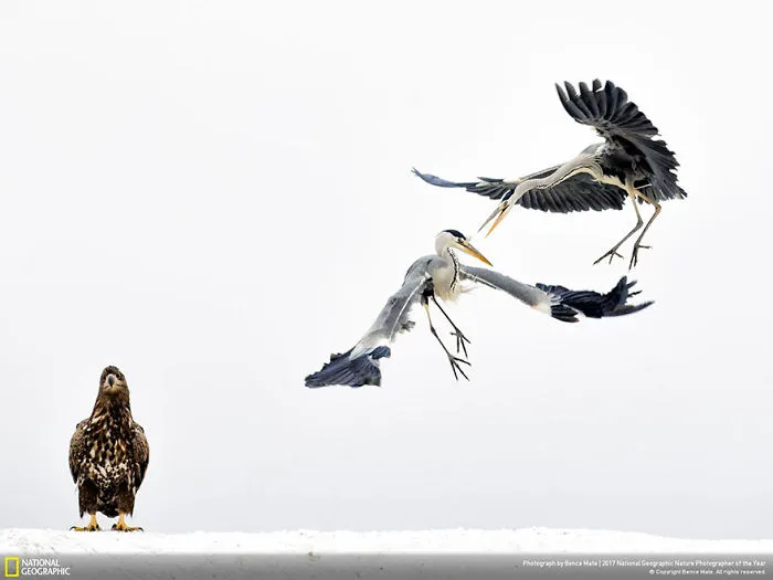 Third Place Winner, Wildlife: White Fighters, Bence Mate