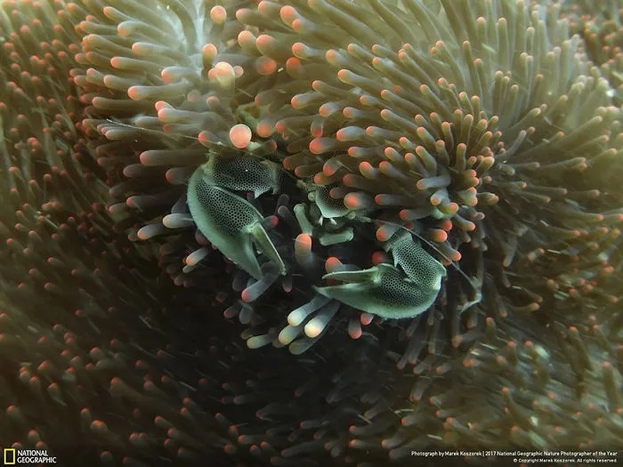 People's Choice: Porcelain Crab, Marek Koszorek