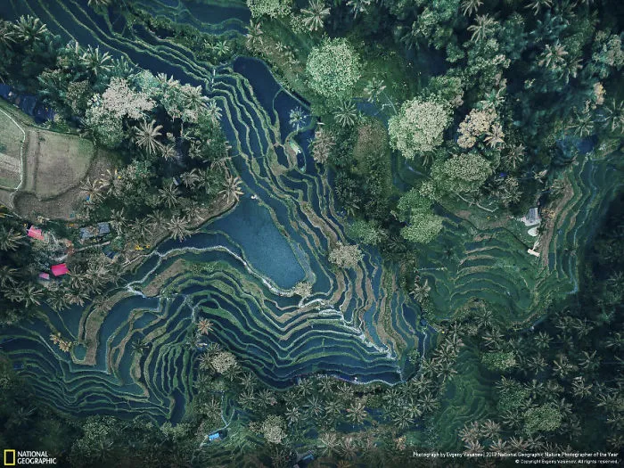 Rice Terraces, Evgeny Vasenev