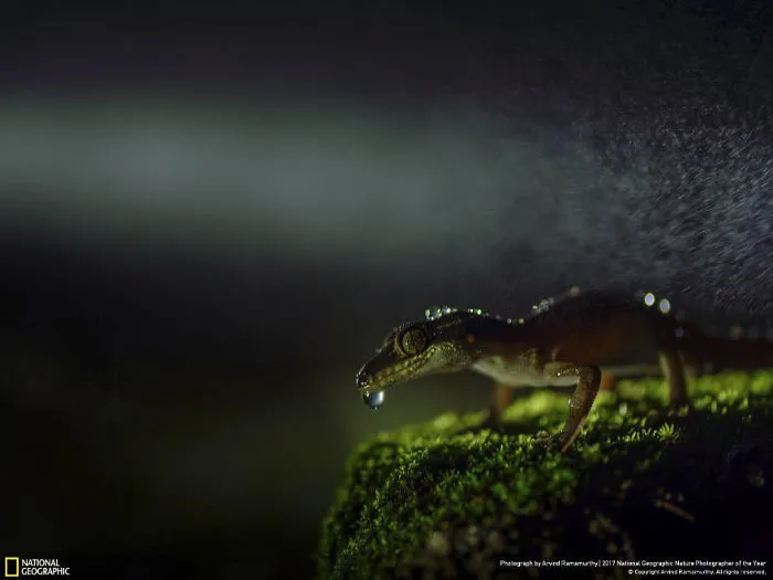 Lost World, Arvind Ramamurthy
