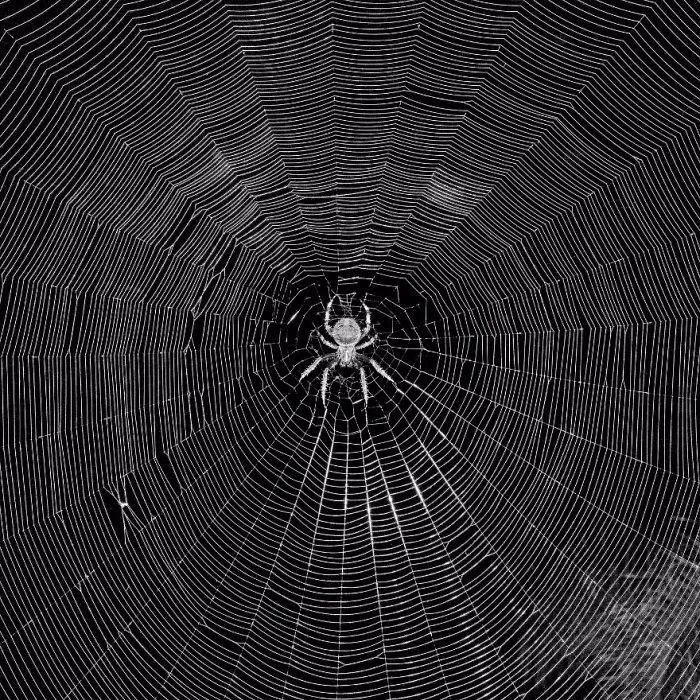 California Spider Web, Michael Cukr