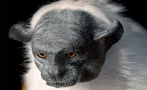 Photographer Spends 2 Years Photographing Animals That May Soon Be Extinct, And It Breaks Our Hearts