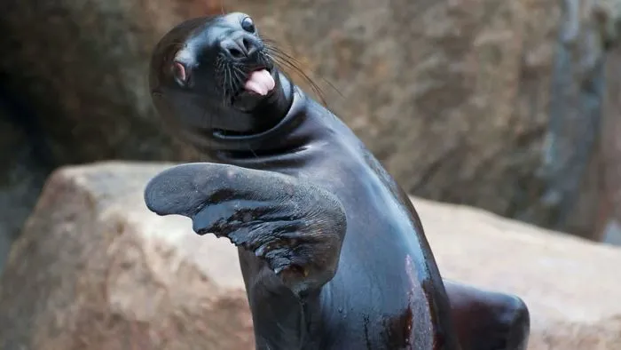 Cute And Hilarious Animals With Their Tongues Sticking Out